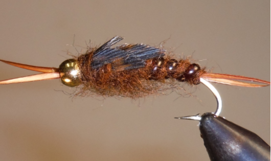 BH Giant Stonefly Nymphs