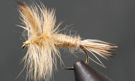 Light Cahill - Wulff (Blond Wulff)