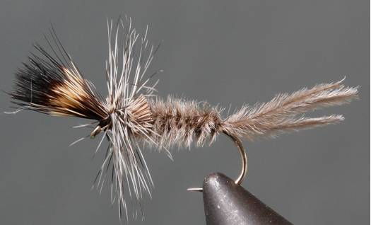 Crane Fly Larva - Grey