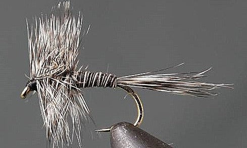 Mosquito