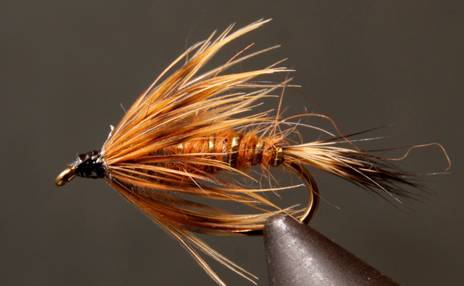Red Fox Squirrel